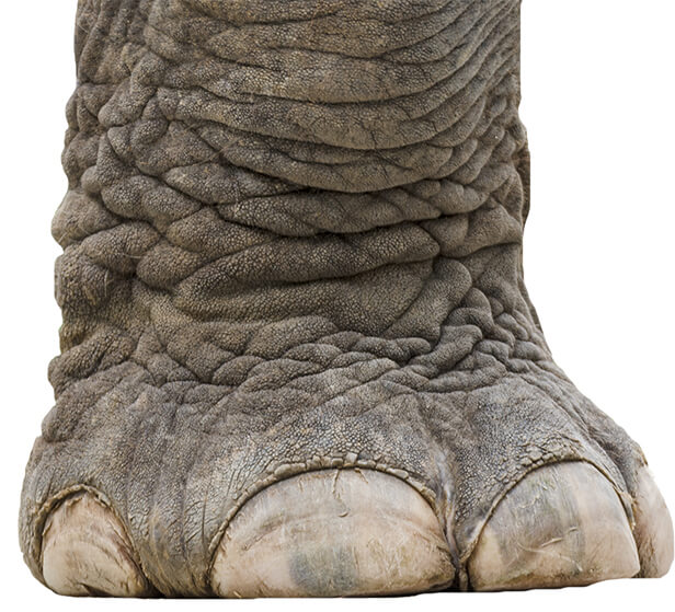 Patte d'lphant